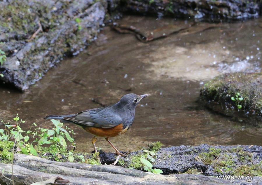 CHINA-YUNNAN-GAOLIGONG MOUNTAIN-BIRDS (CN)