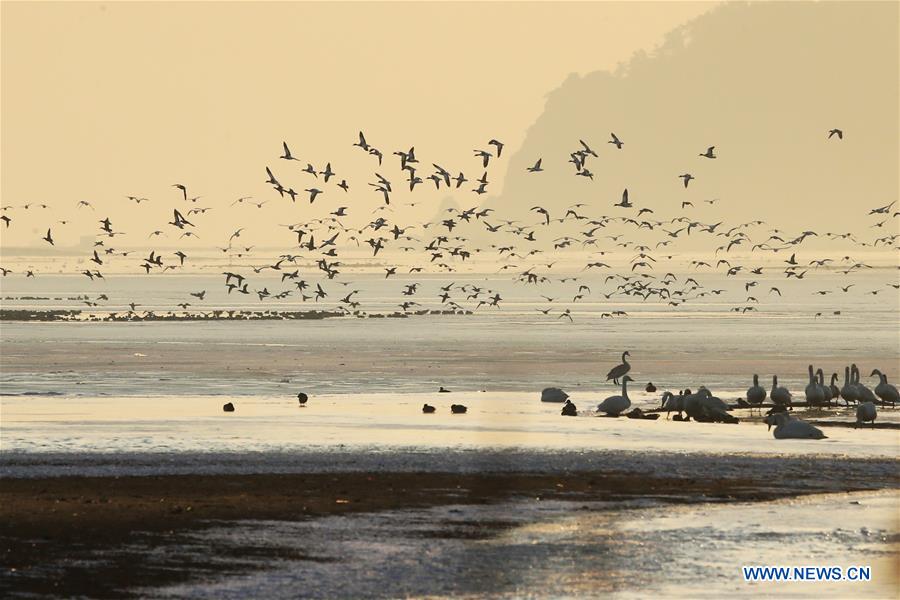 #CHINA-SHANDONG-RONGCHENG-SWAN (CN)