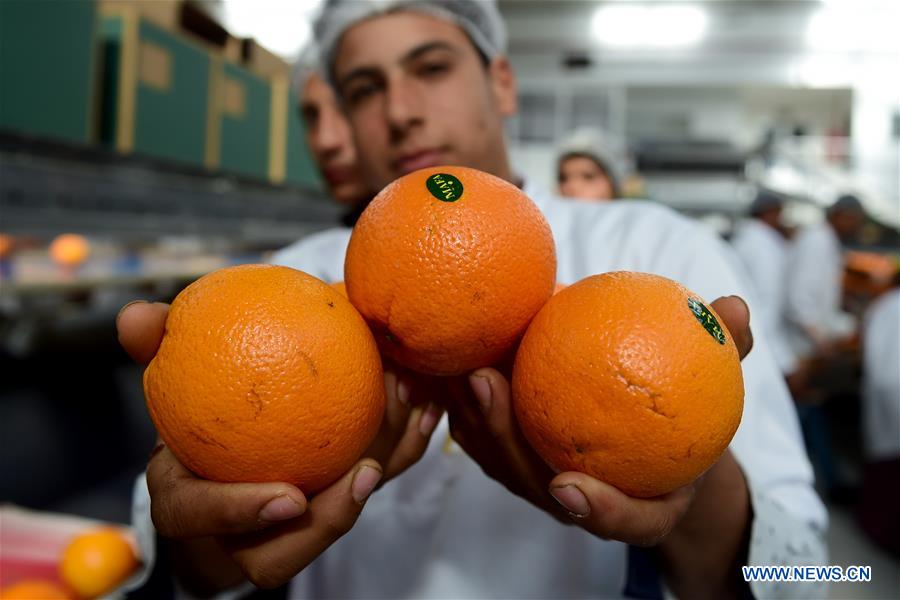 EGYPT-BEHEIRA-CITRUS-EXPORTER-CHINA