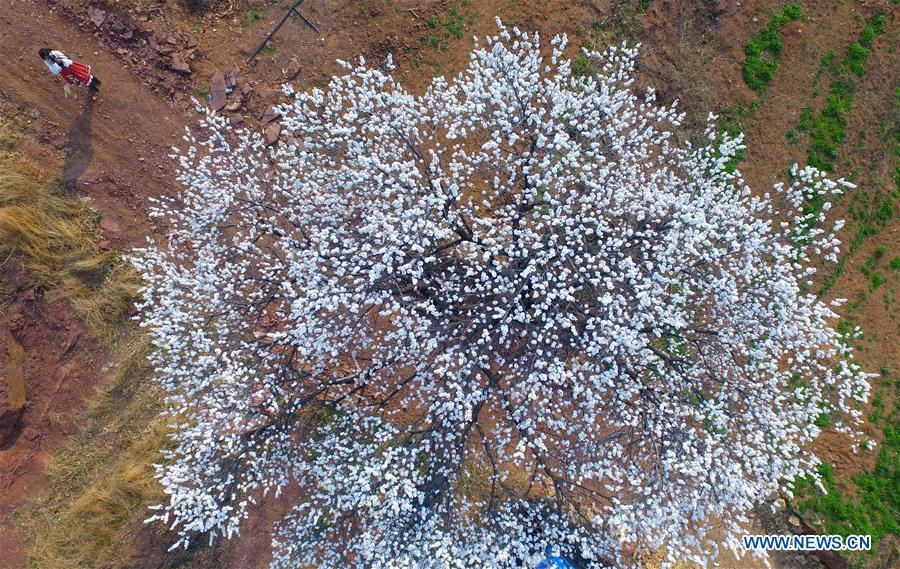 CHINA-HENAN-ALMOND BLOSSOM-TOURISM (CN)