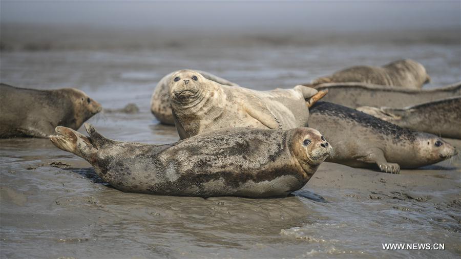 CHINA-LIAONING-PANJIN-SPOTTED SEALS (CN)