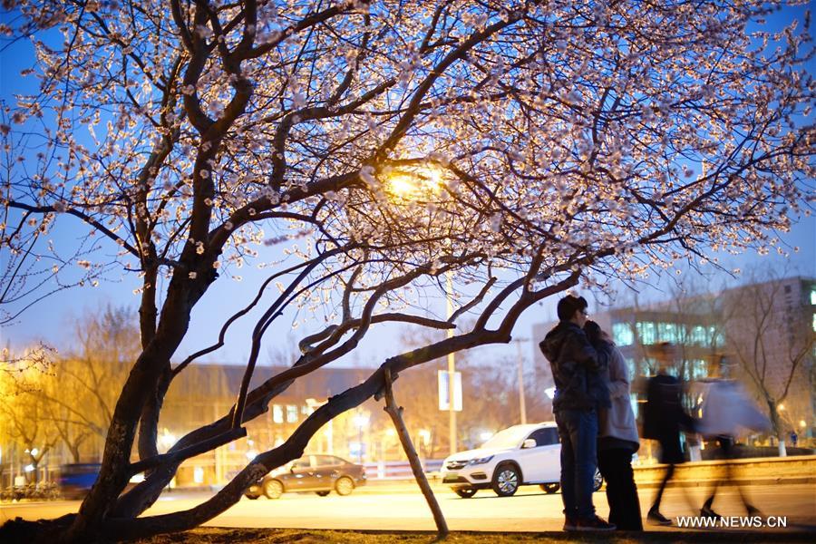 #CHINA-SPRING-SCENERY(CN)