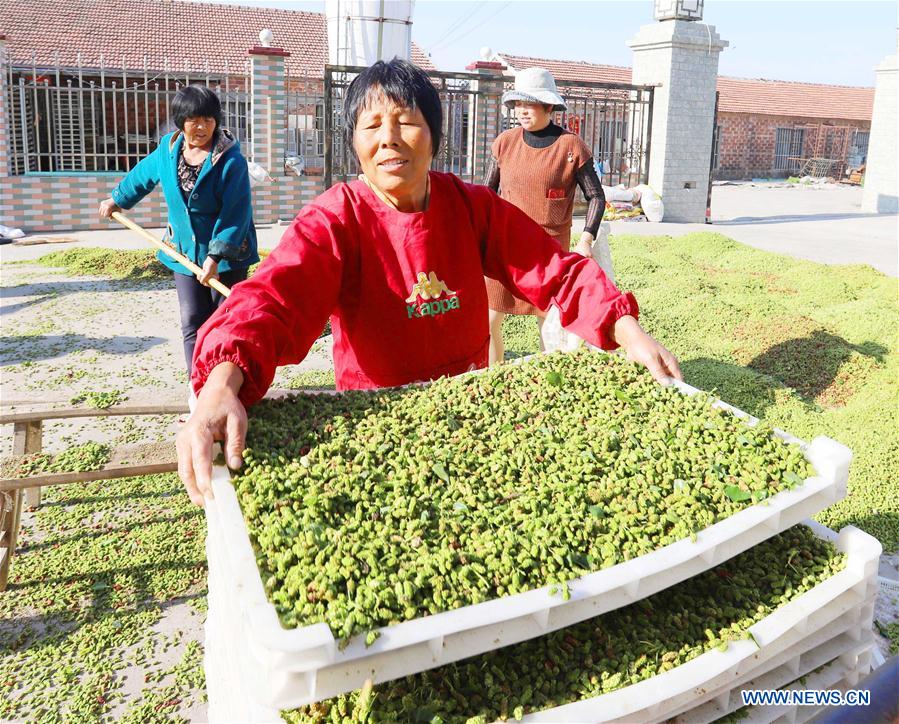 #CHINA-JIANGSU-AGRICULTURE-MULBERRY-HARVEST (CN)