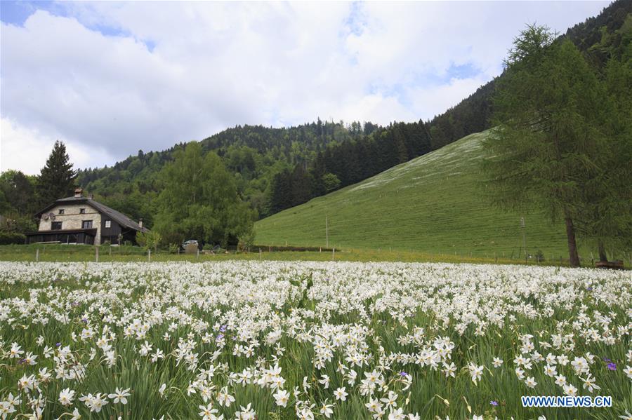 SWITZERLAND-MONTREUX-NARCISSI-BLOOM