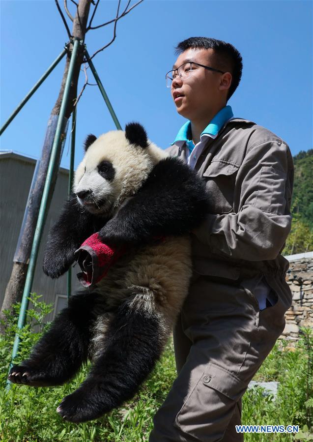 CHINA-SICHUAN-GIANT PANDA-SHENSHUPING PROTECTION BASE (CN)