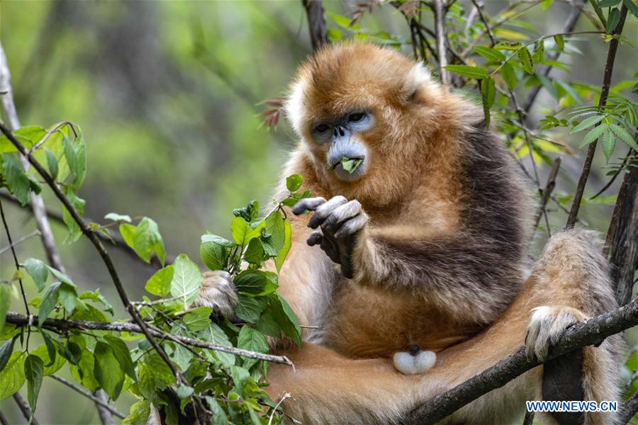 CHINA-HUBEI-SHENNONGJIA-GOLDEN MONKEY (CN)