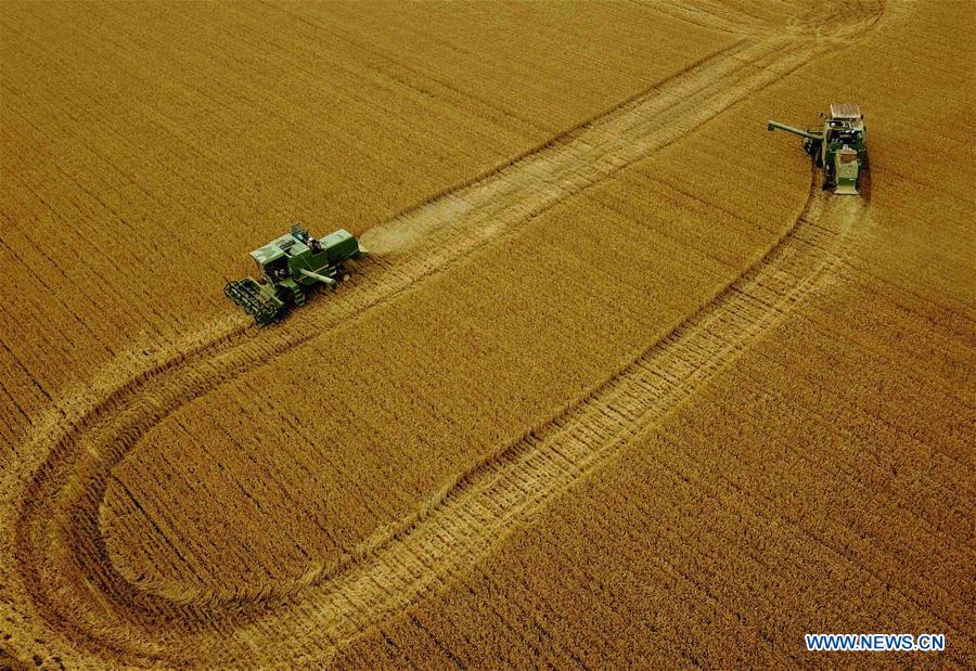 CHINA-HENAN-ZHOUKOU-WHEAT-HARVEST (CN)