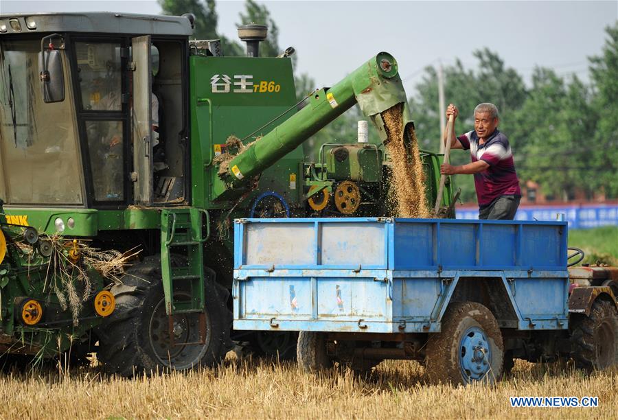 CHINA-HEBEI-WHEAT HARVEST (CN)