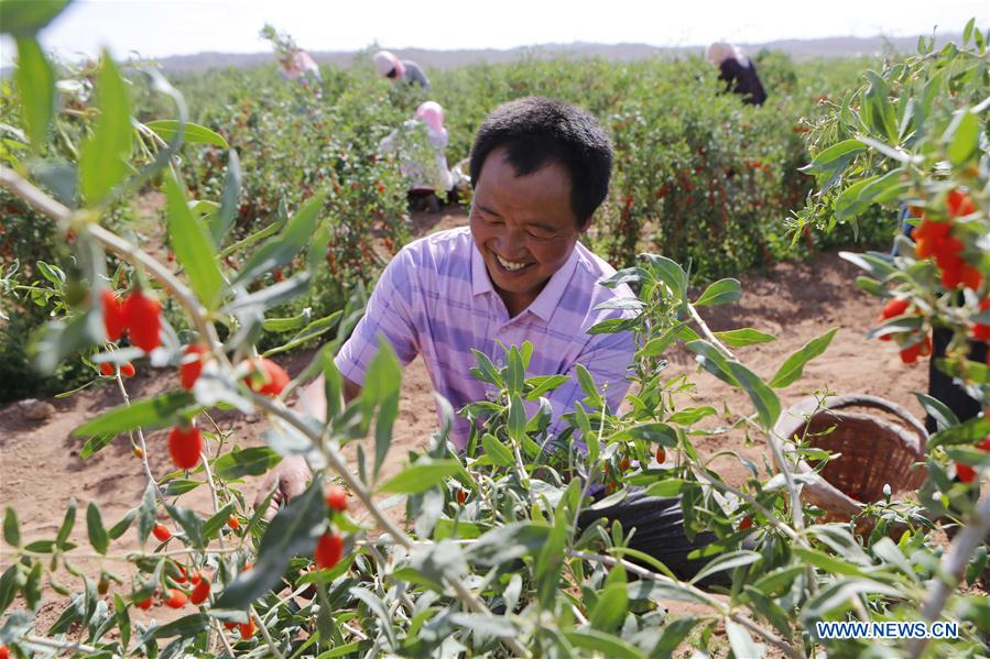 CHINA-NINGXIA-WOLFBERRY INDUSTRY-POVERTY ALLEVIATION (CN)