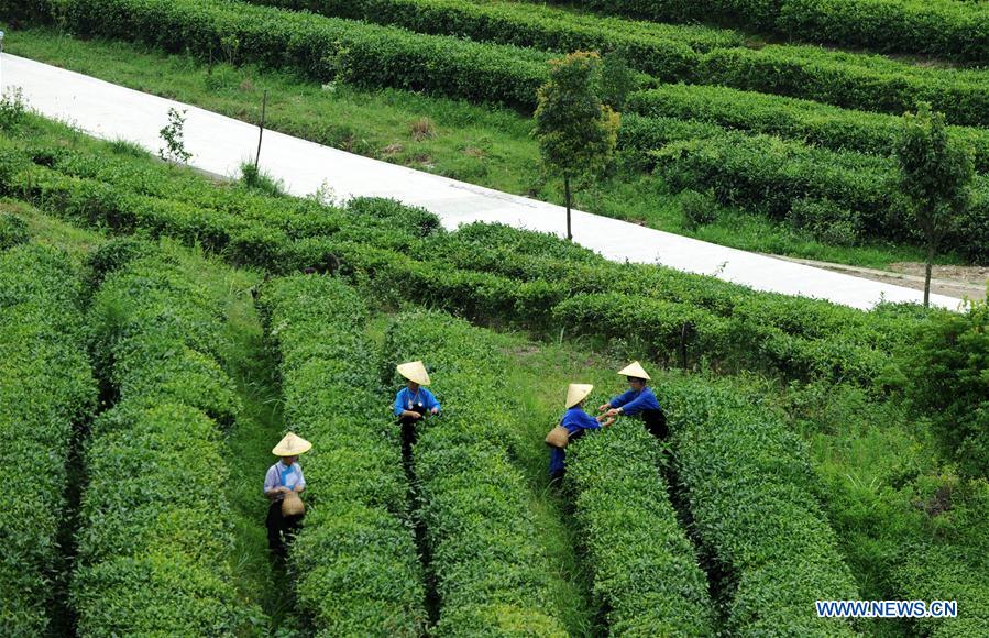 CHINA-GUIZHOU-DANZHAI-TEA GARDEN (CN)