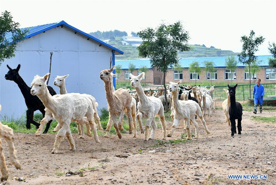 CHINA-SHANXI-YANGQU-ALPACA BREEDING-POVERTY ALLEVIATION (CN)