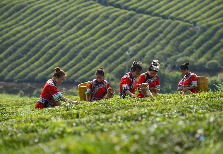 #CHINA-GUIZHOU-TEA PLANTATION-SCENERY (CN)