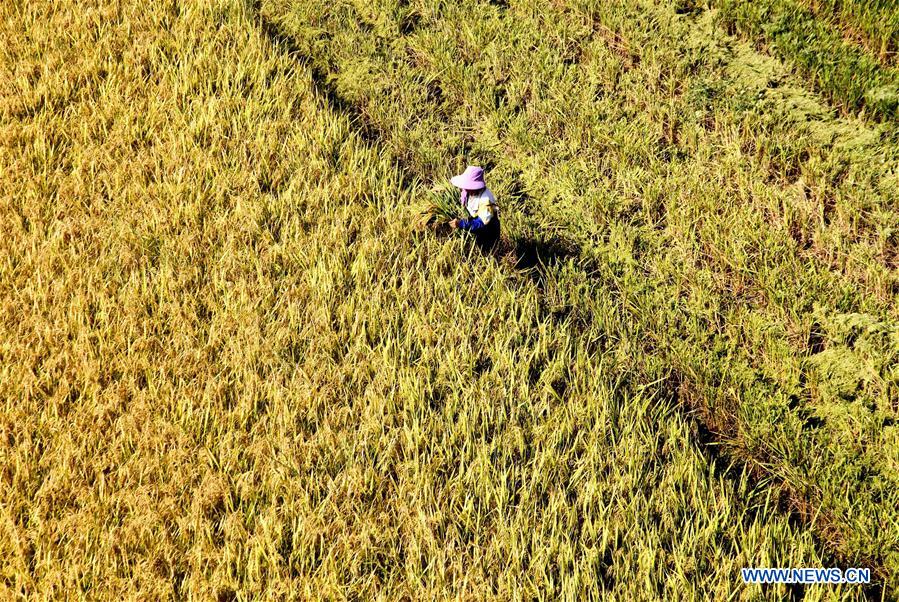 #CHINA-JIANGXI-AGRICULTURE-HARVEST (CN)