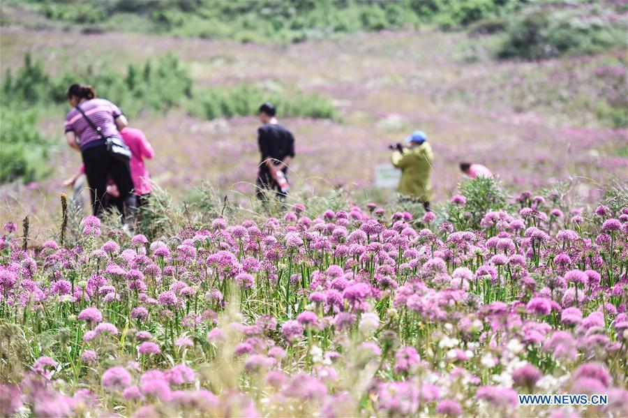 CHINA-GUIZHOU-CHIVE FLOWER (CN)