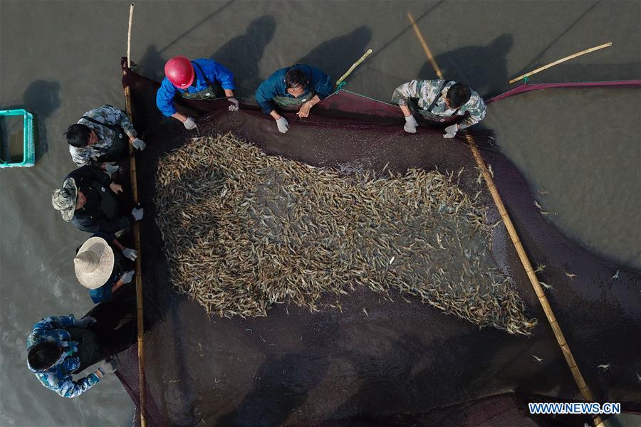 CHINA-ZHEJIANG-HUZHOU-FISHERY-SHRIMP (CN)