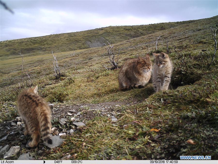 CHINA-QINGHAI-CHINESE MOUNTAIN CAT (CN)