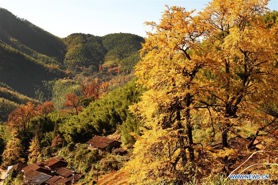 CHINA-FUJIAN-WUYISHAN-WINTER SCENERY (CN)