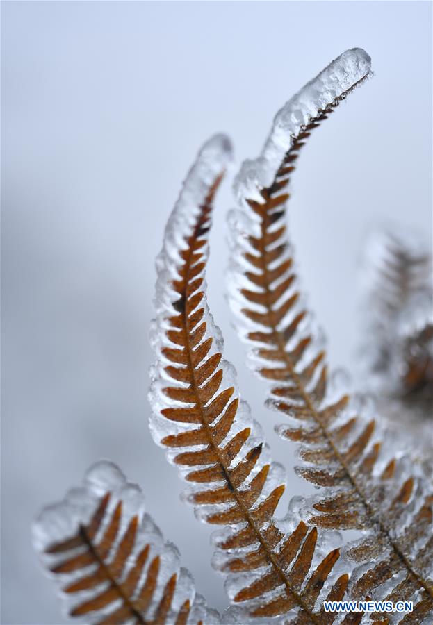 #CHINA-HUBEI-ENSHI-FROZEN PLANTS(CN)