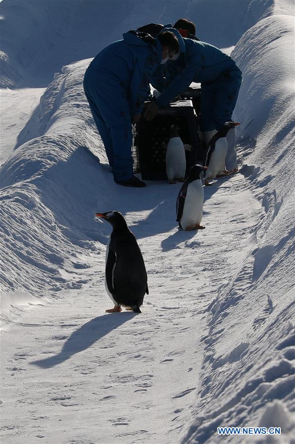 CHINA-HEILONGJIANG-HARBIN-PENGUIN (CN)