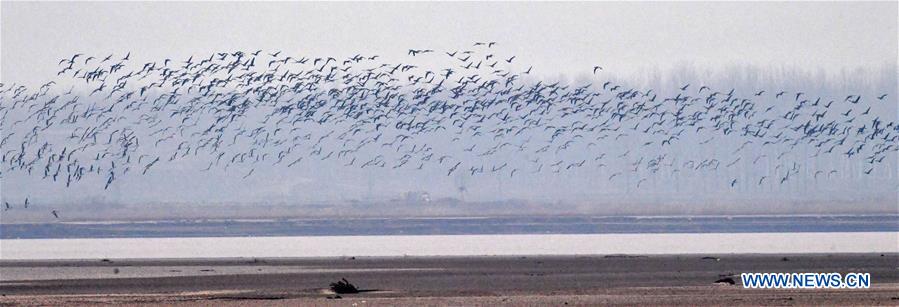 CHINA-HENAN-YELLOW RIVER-MIGRANT BIRDS (CN)