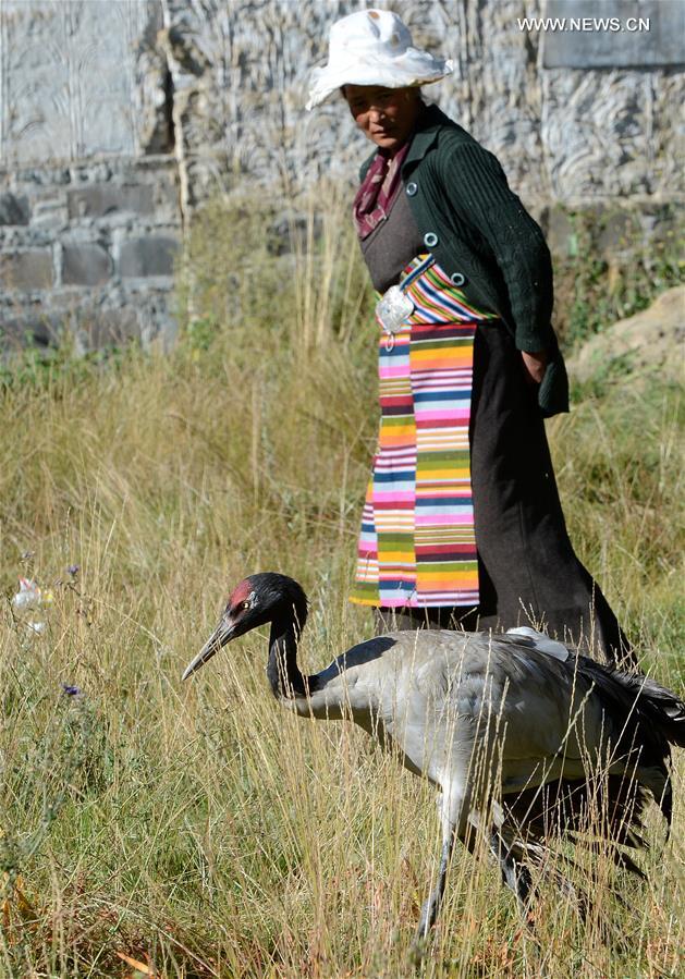 (InTibet)CHINA-ENDANGERED SPECIES-BLACK-NECKED CRANE (CN)