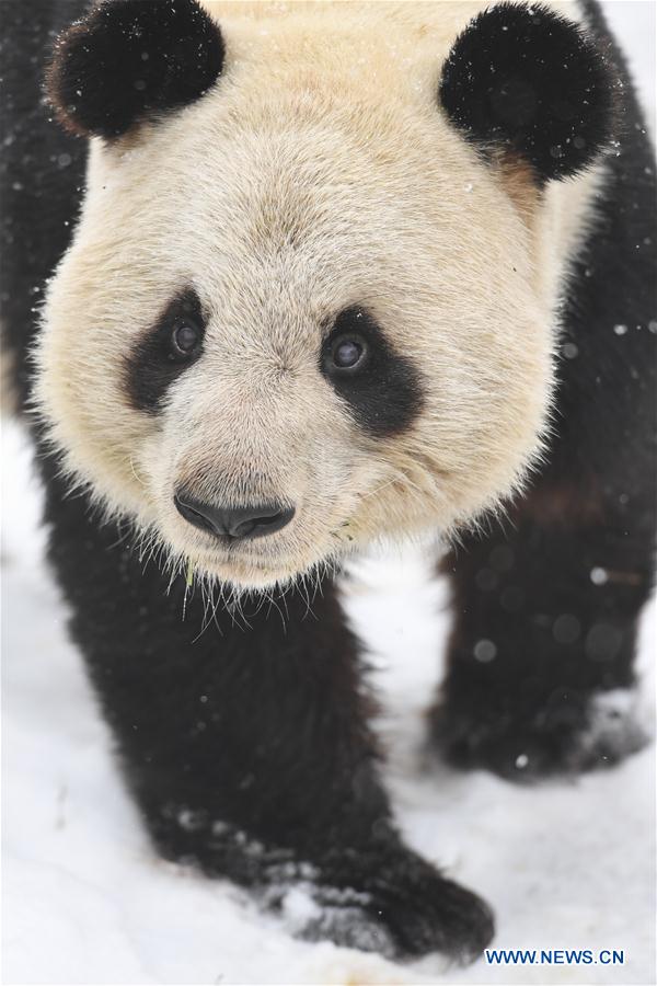 CHINA-ANHUI-SNOW-GIANT PANDA (CN)