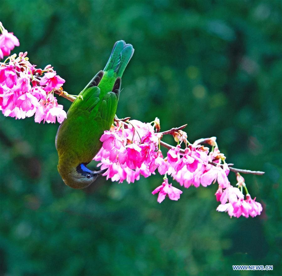 CHINA-FUZHOU-FLOWERS-BIRD (CN)