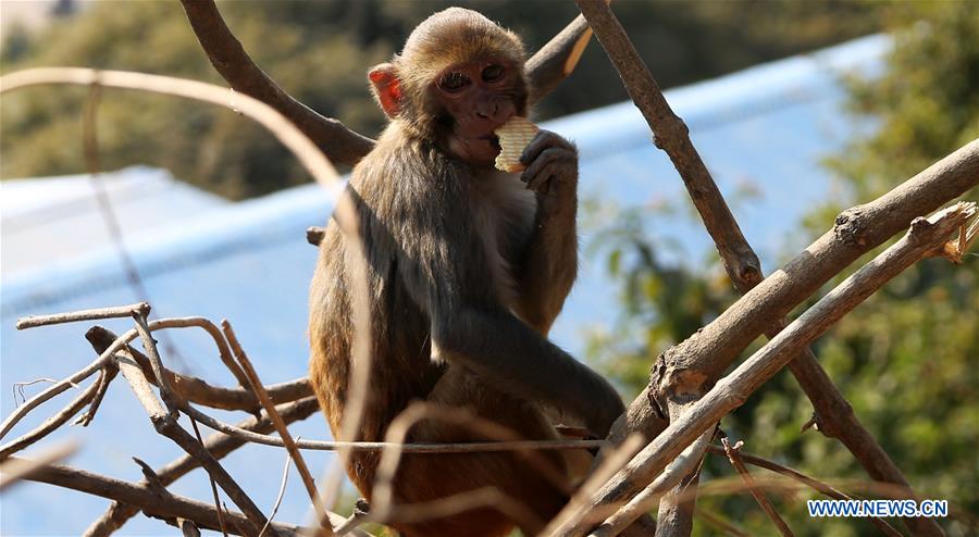 NEPAL-KATHMANDU-SWAYAMBHUNATH TEMPLE-MONKEYS