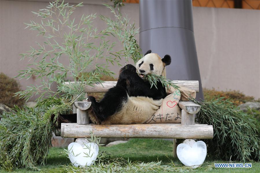 JAPAN-WAKAYAMA-PANDA-VALENTINE'S DAY