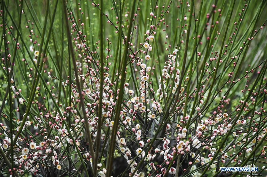 CHINA-ZHEJIANG-CHANGXING-PLUM BLOSSOM (CN)