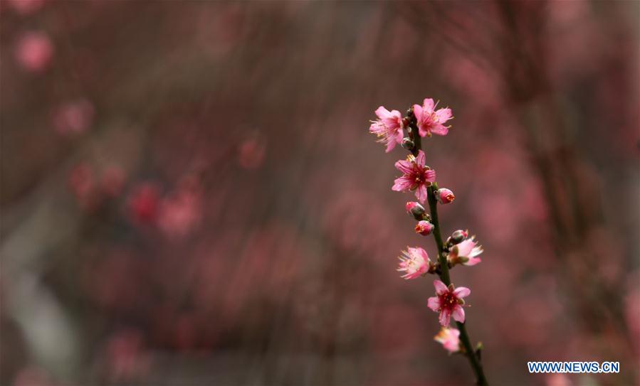 #CHINA-SHANDONG-LINYI-PEACH BLOSSOM (CN)