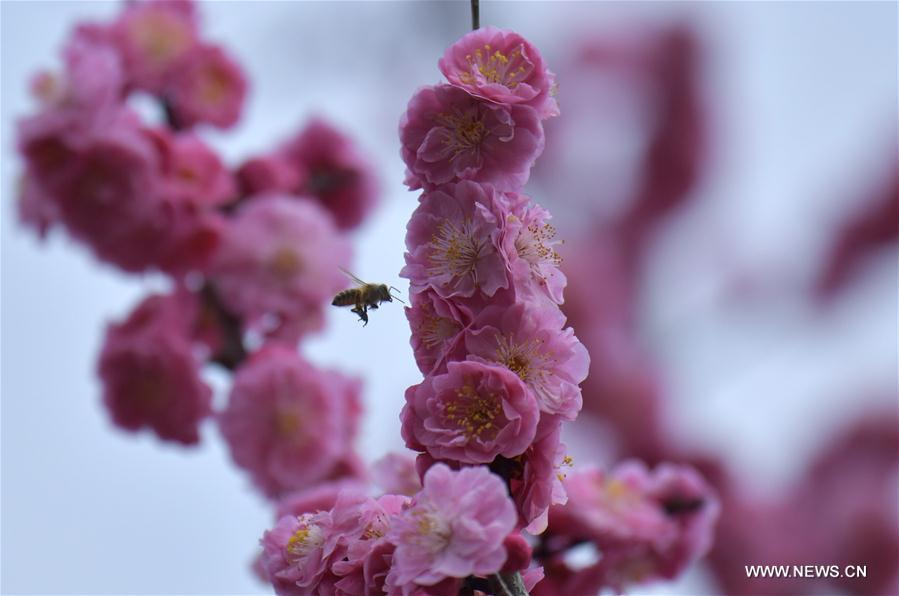 #CHINA-JINGZHE-SPRING(CN)