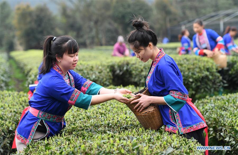 CHINA-GUANGXI-SANJIANG-SPRING TEA-HARVEST (CN)