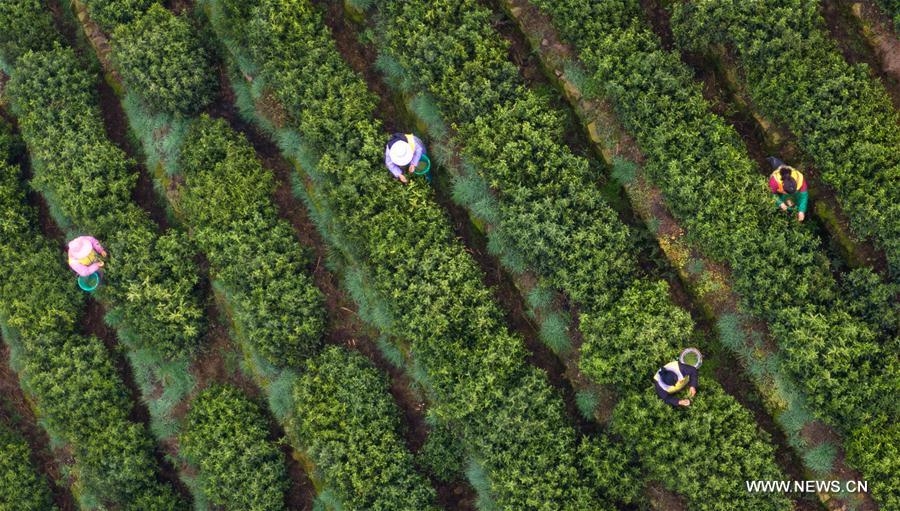 CHINA-JIANGSU-SUZHOU-TEA-HARVEST (CN)