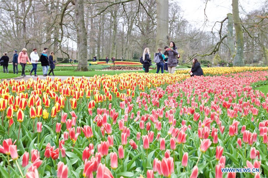 THE NETHERLANDS-LISSE-KEUKENHOF-TULIP