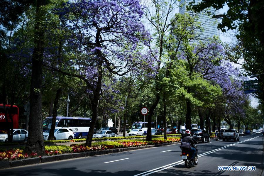 MEXICO-MEXICO CITY-JACARANDA-BLOSSOMS