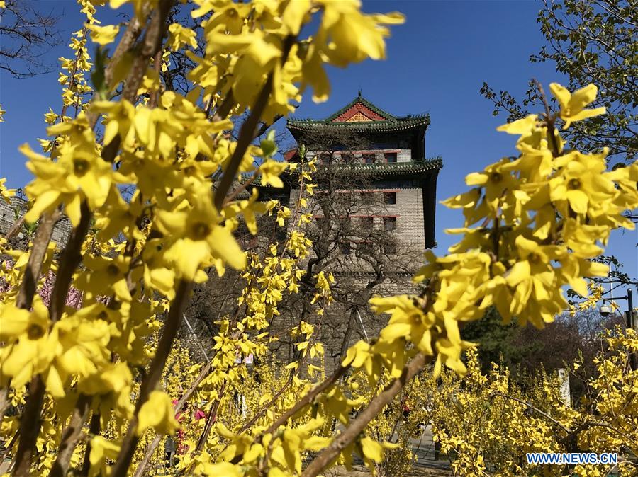 (BeijingCandid) CHINA-BEIJING-SPRING (CN)