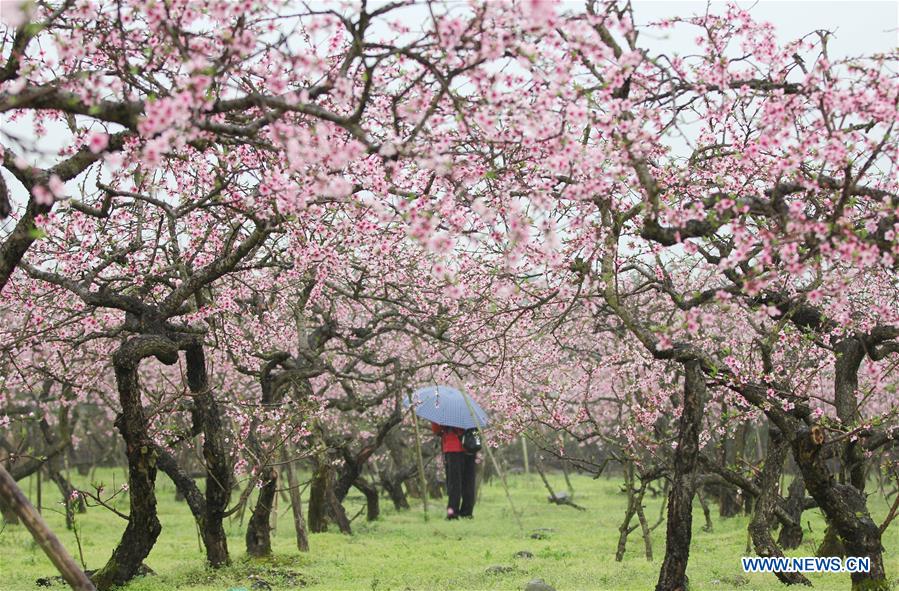 # CHINA-SPRING-SCENERY (CN)