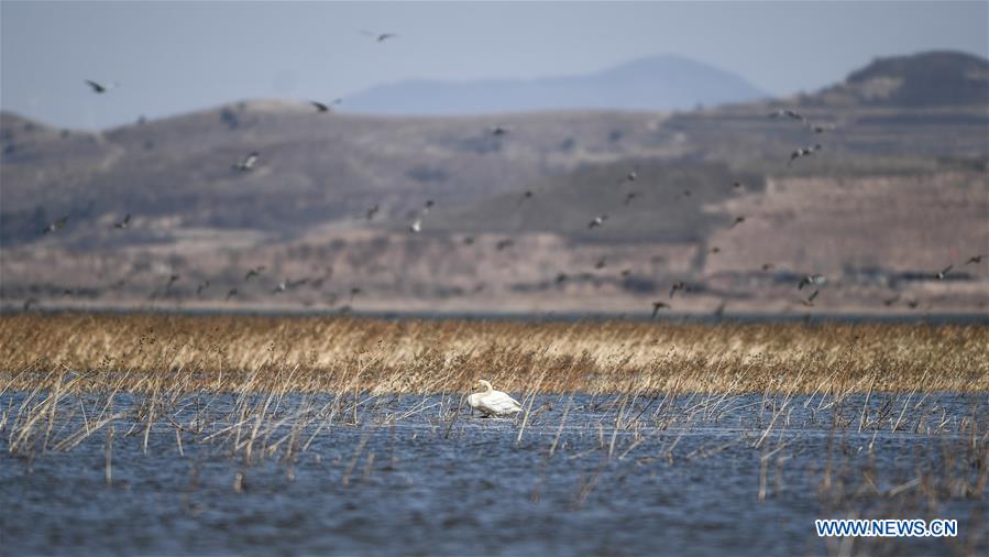 CHINA-LIAONING-RESERVOIR-SWANS (CN)