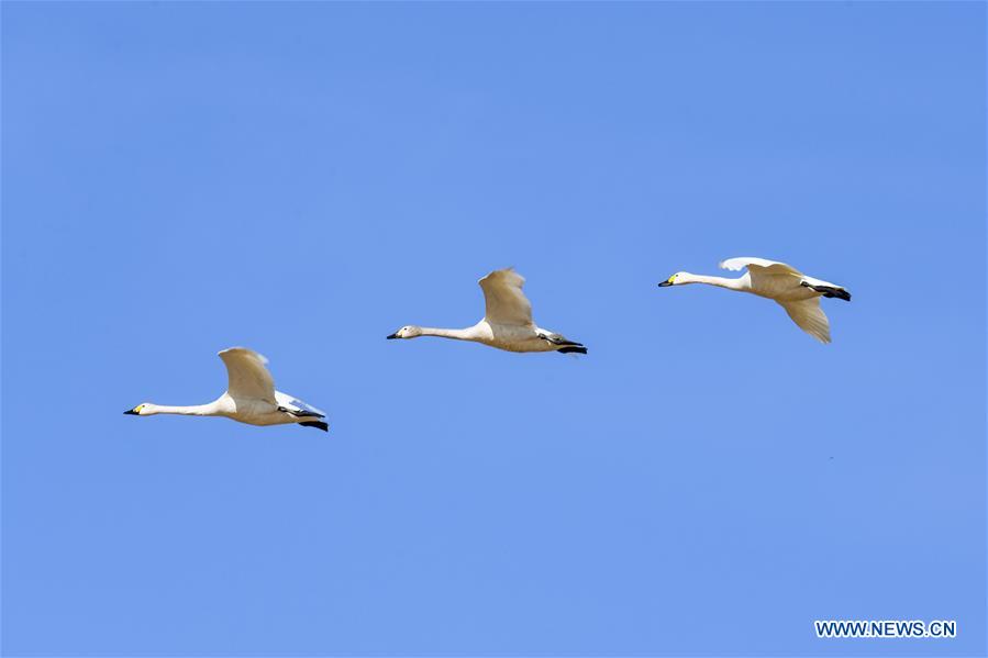 CHINA-INNER MONGOLIA-HANGJIN BANNER-SWAN (CN)