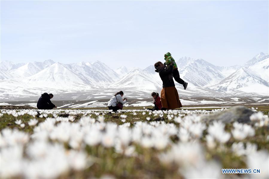 CHINA-XINJIANG-XINYUAN-LILY FLOWERS (CN)