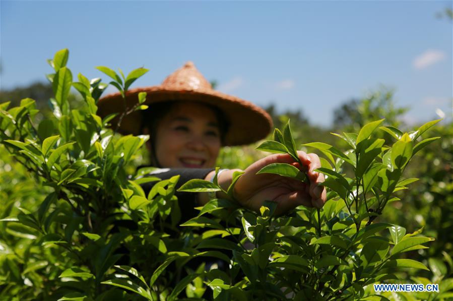 #CHINA-FUJIAN-GUYU-TEA MAKING (CN)