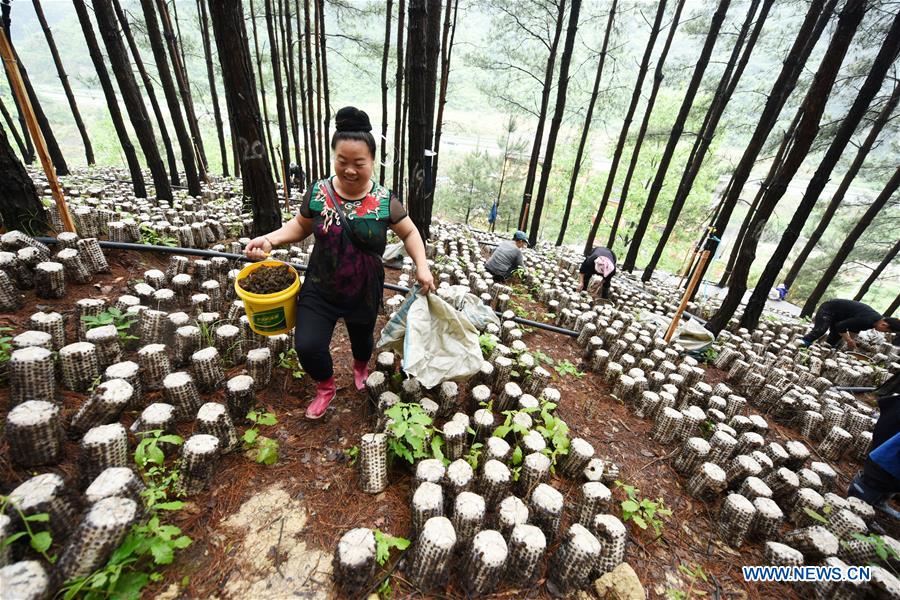 CHINA-GUIZHOU-JIANHE-AGRICULTURE-EDIBLE FUNGI (CN)