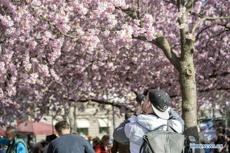 SWEDEN-STOCKHOLM-CHERRY BLOSSOMS