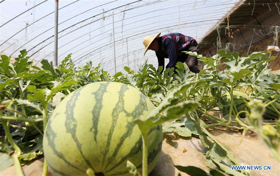 #CHINA-ECONOMY-FARMING (CN)