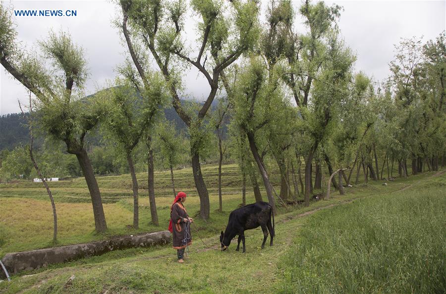 KASHMIR-DAILY LIFE