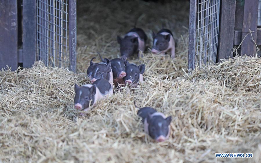 CHINA-SHENYANG-FOREST ZOOLOGICAL GARDEN-ANIMAL CUBS(CN)