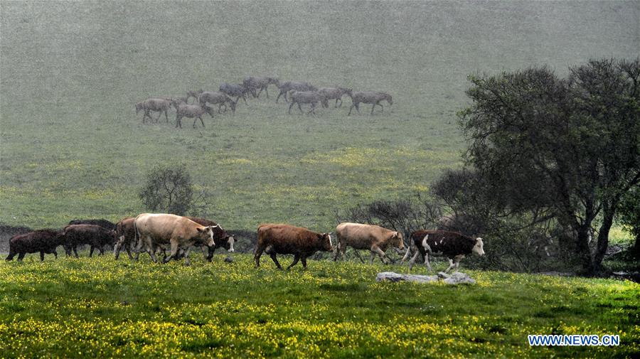 CHINA-SHAANXI-BAOJI-GUANSHAN GRASSLAND (CN)