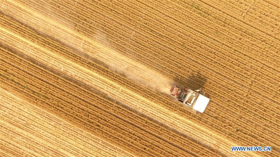 #CHINA-WHEAT-HARVEST (CN)