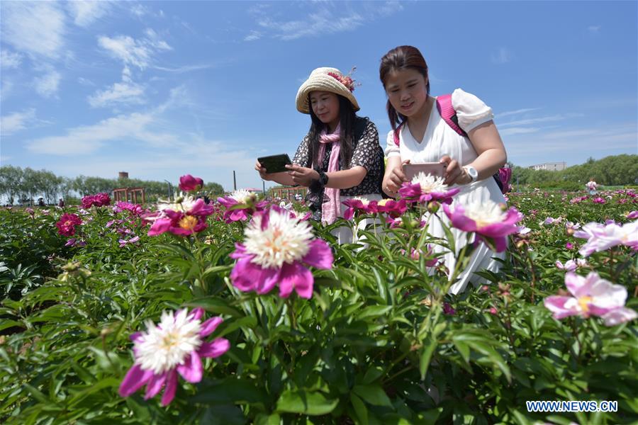 #CHINA-HEILONGJIANG-MUDANJIANG-PEONY-BLOSSOM